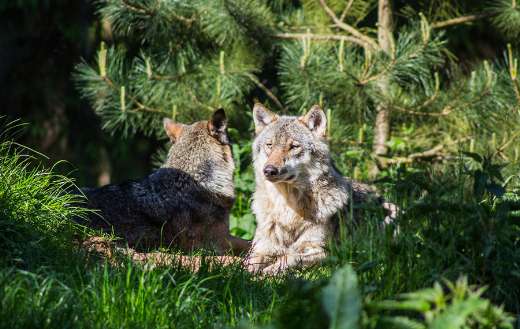 Two wild dogs wolves