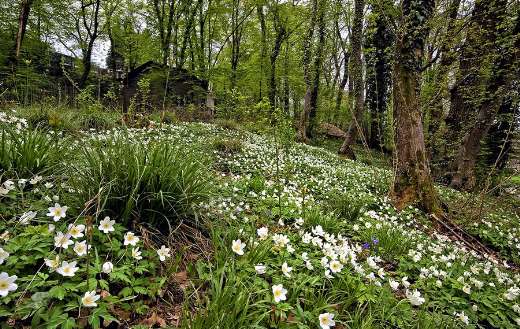 Wood anemone flowers wild plants