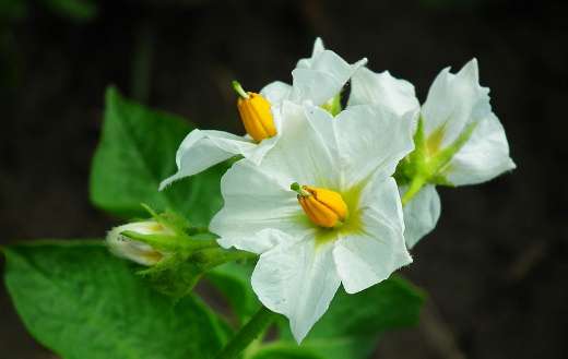 Potatoes flowers online