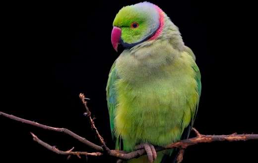 Rose ringed parakeet