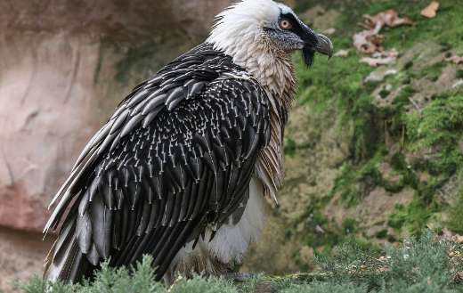 Vulture raptor bird image