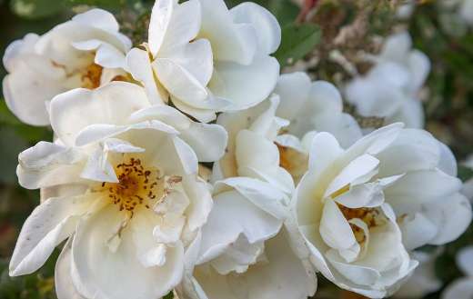 Bunch of white rose flowers