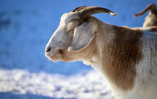 Domestic animal goat clossing eyes