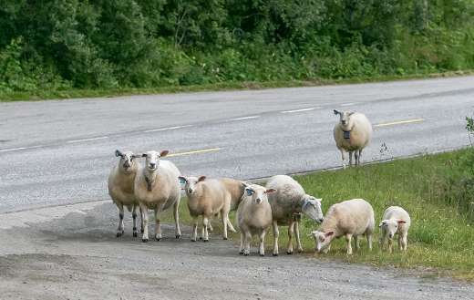 Group herd sheep lamb