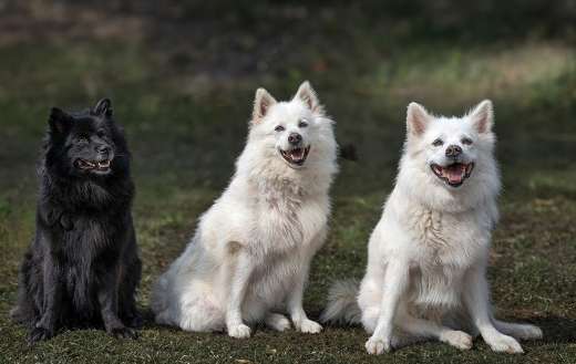 Purebred white dogs and black