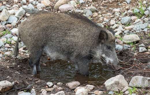 Wild swine boar animal