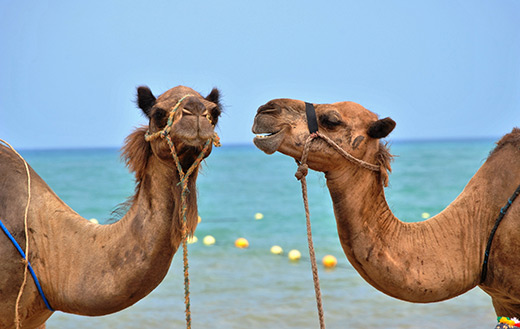 close up photo of two brown camels in front body of water