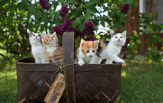 kittens jigsaw puzzle
