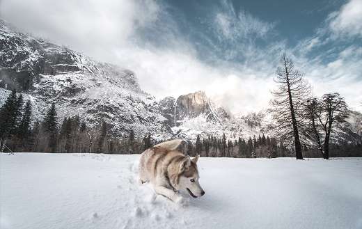 Brown white siberian husky on snow
