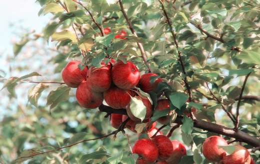 Red apples Shakopee online