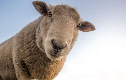 Sheep looking online