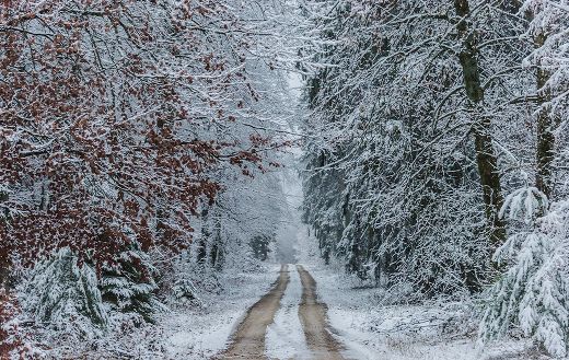 Snow covered trees landscape