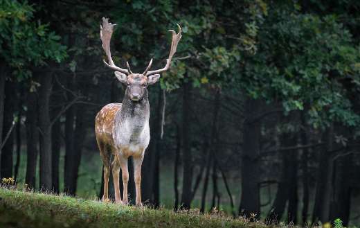 Stag fallow deer online