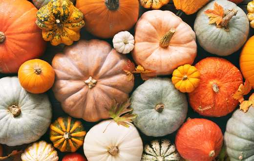 Various fresh ripe pumpkins
