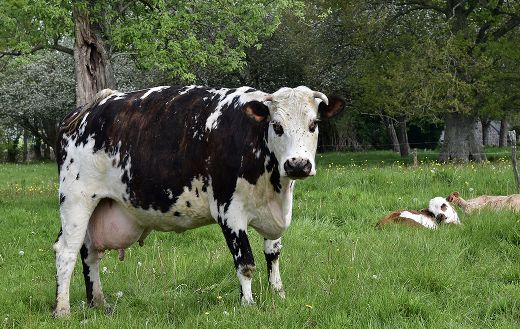 Cow cattle livestock puzzle