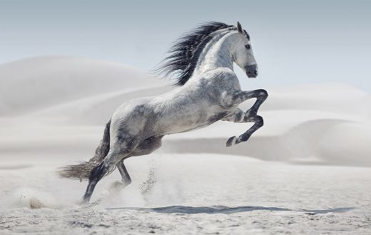 Galloping white horse puzzle