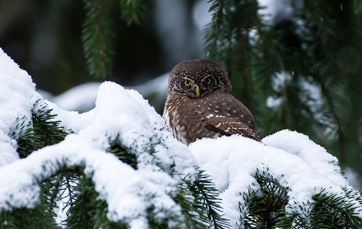 The eurasian pygmy owl in winter