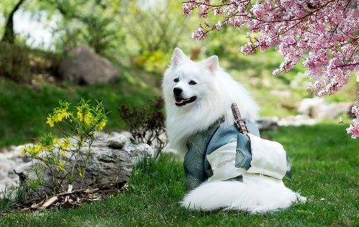 Samurai dog online