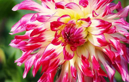 Aster flower blossom