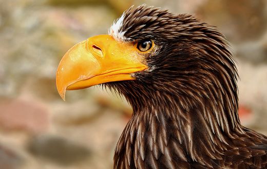 Giant sea eagle online