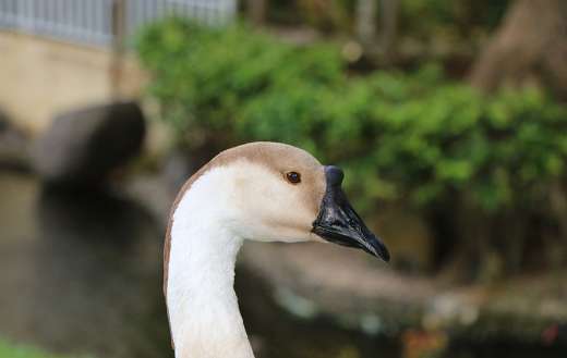 Black beak swan puzzle