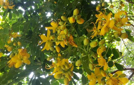 Bright tree yellow nature