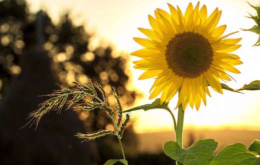 Bright yellow online