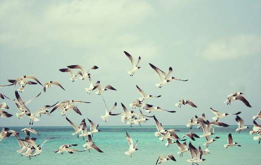 Flock of seagulls birds