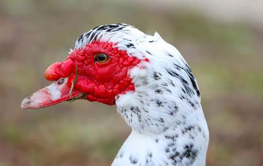 Muscovy duck online