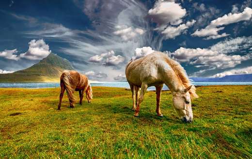 Wild horses grazing