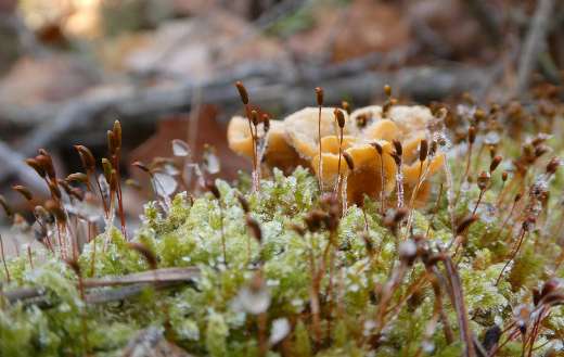 Nature cunt growth puzzle