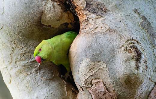 Ring necked parakeet puzzle