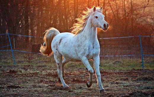 Running horse online