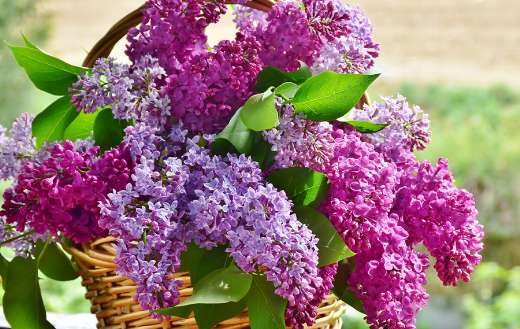 Lilac flowers in basket puzzle