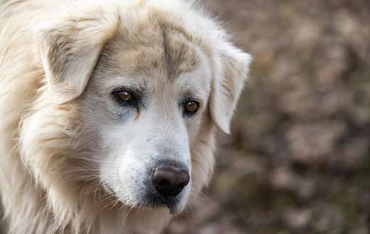 Maremma sheep dog online