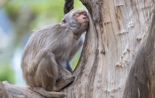 Monkey fall asleep puzzle