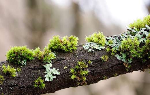 Moss tree branches puzzle