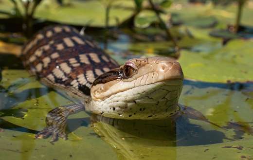 Blue tongue lizard puzzle