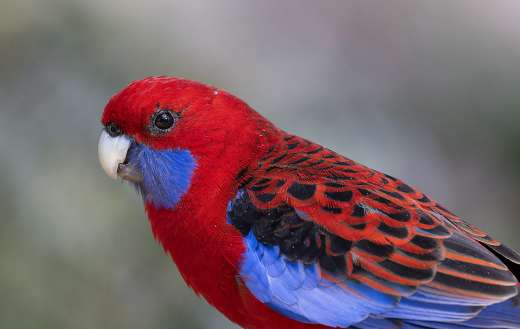 Crimson rosella parrot online