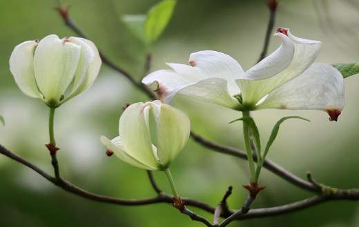 Dog wood white flowers