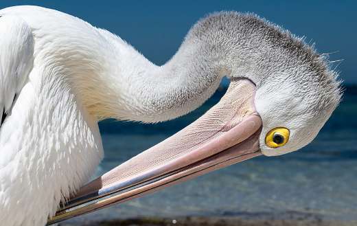 Australian pelican bird