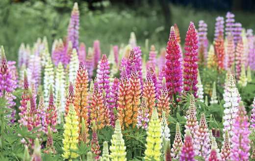 Gardenia flowers online