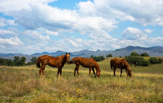 Pasture horses animals