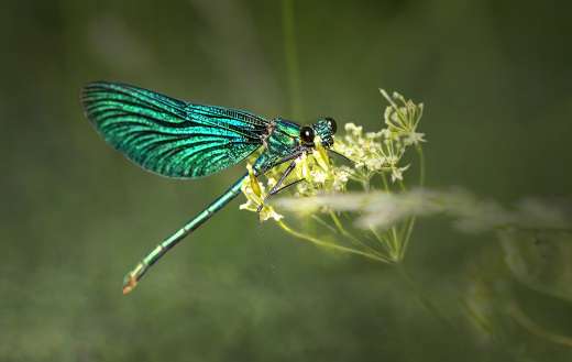 Green dragonfly online
