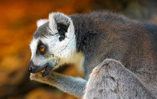 Lemur eyes ear fur puzzle