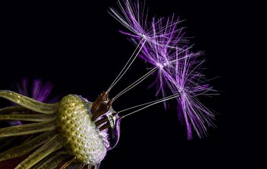 Macroperspective dandelion