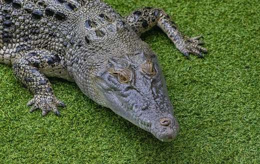 Crocodylus porosus crocodile animal