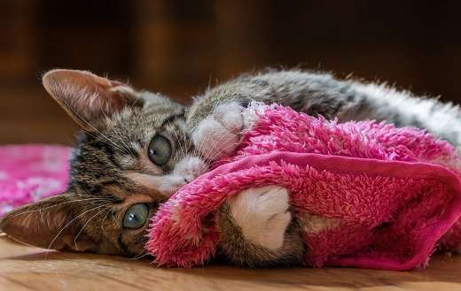 European short hair cat