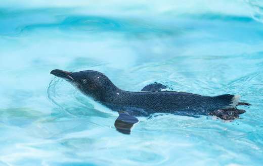 Fairy pinguin bird online