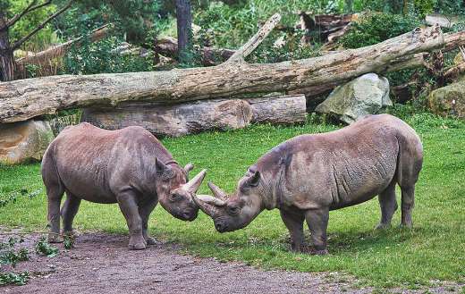 Rhinoceros in the zoo